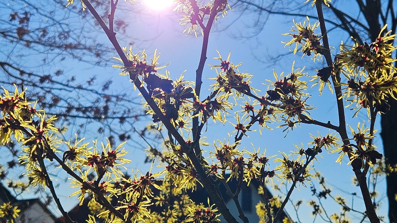Frühlingssonne – Ihre schönsten Fotos!