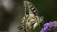 Ein Schmetterling sitzt auf einer Flieder-Blüte.