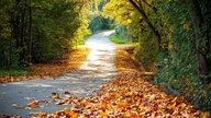 Die schönsten HerbstalleenDie schönsten Herbstalleen