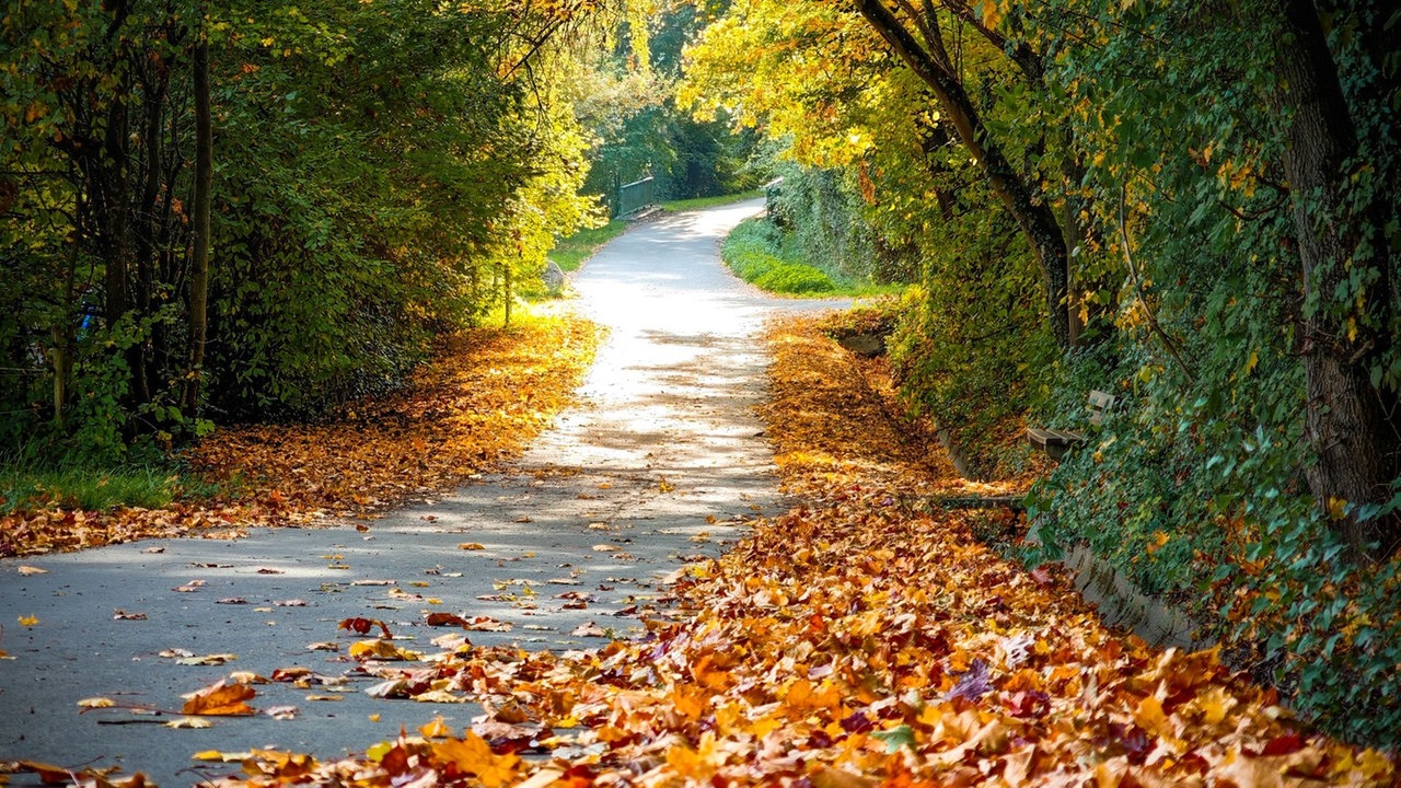 Die schönsten HerbstalleenDie schönsten Herbstalleen