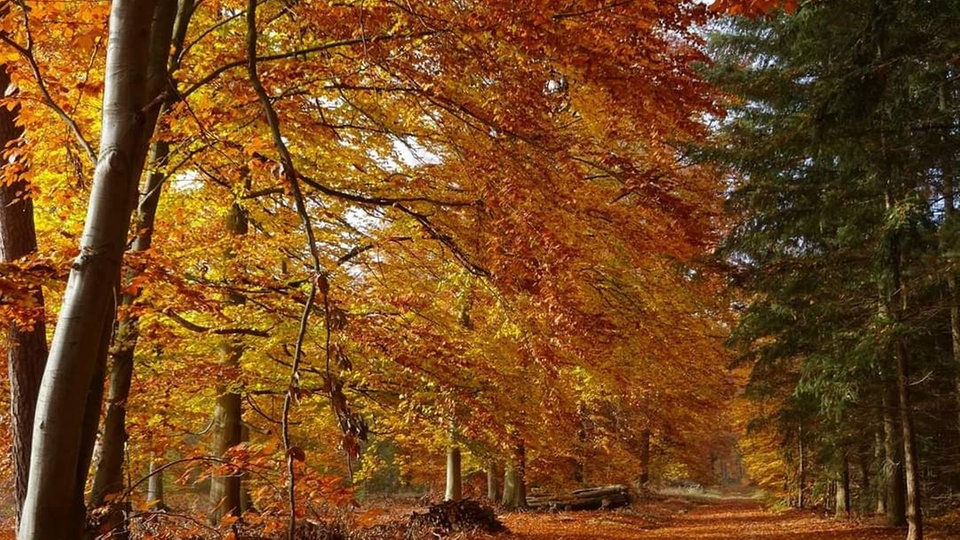 Die schönsten Herbstalleen
