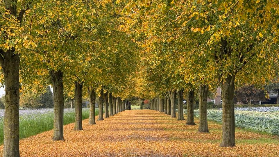 Die schönsten Herbstalleen