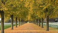 Die schönsten Herbstalleen