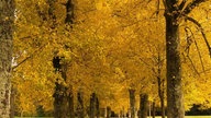 Die schönsten Herbstalleen