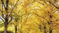 Die schönsten Herbstalleen