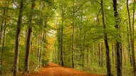 Die schönsten Herbstalleen