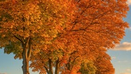 Die schönsten Herbstalleen