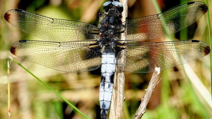 Insektenfoto