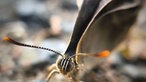Insektenfoto