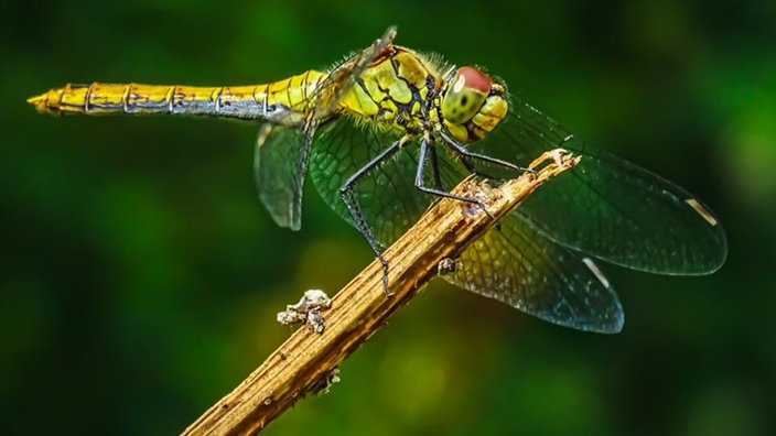 Insektenfoto