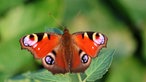 Insektenfoto
