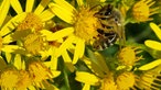 Insektenfoto