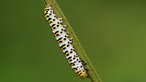 Insektenfoto