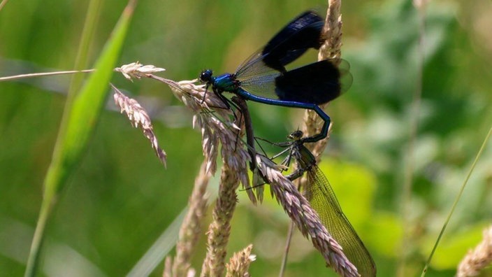 Insektenfoto