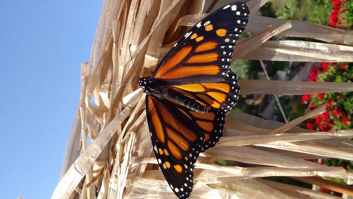 Insektenfoto