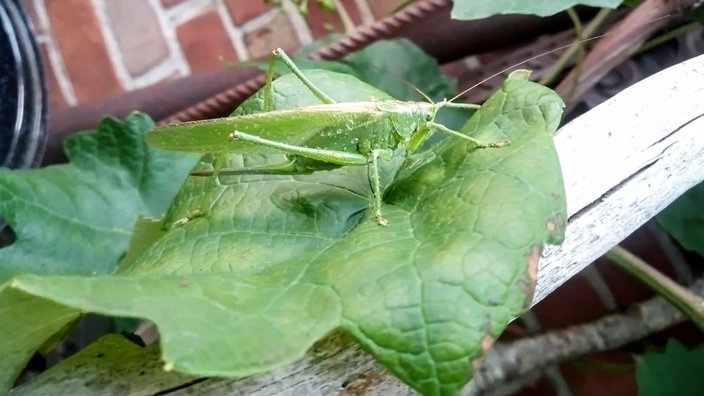 Insektenfoto