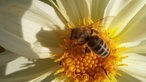 Insektenfoto