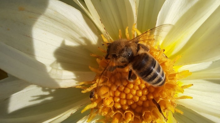 Insektenfoto