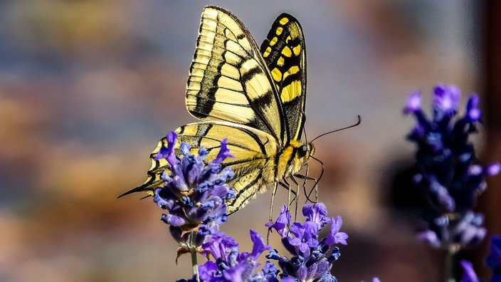 Insektenfoto