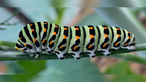 Insektenfoto
