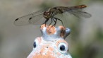 Insektenfoto
