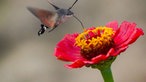 Insektenfoto