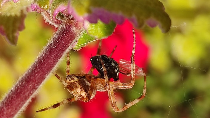 Insektenfoto