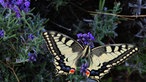 Insektenfoto