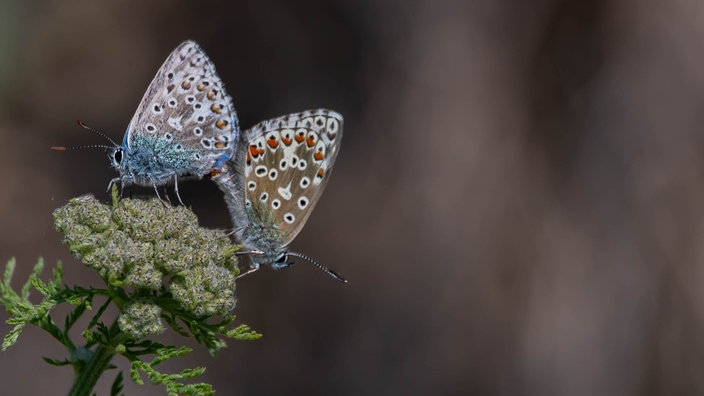 Insektenfoto