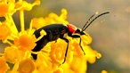 Insektenfoto
