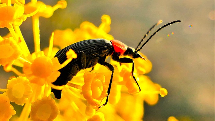 Insektenfoto