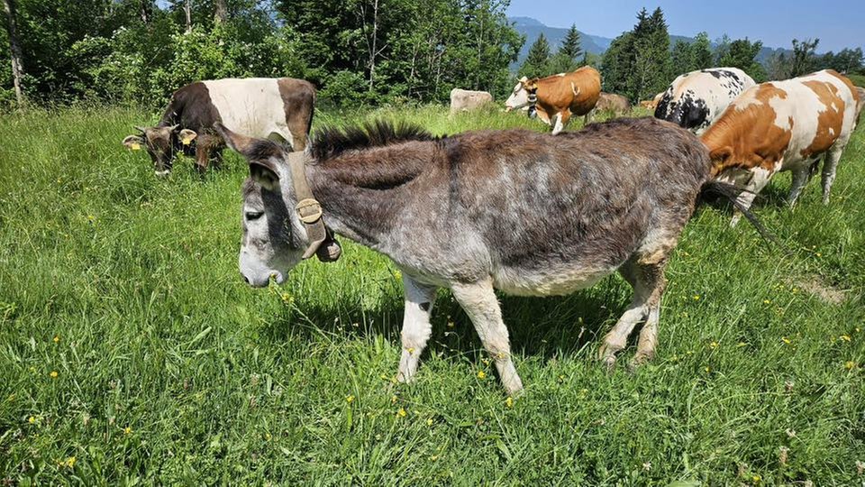 Schönste Urlaubsfotos Berge