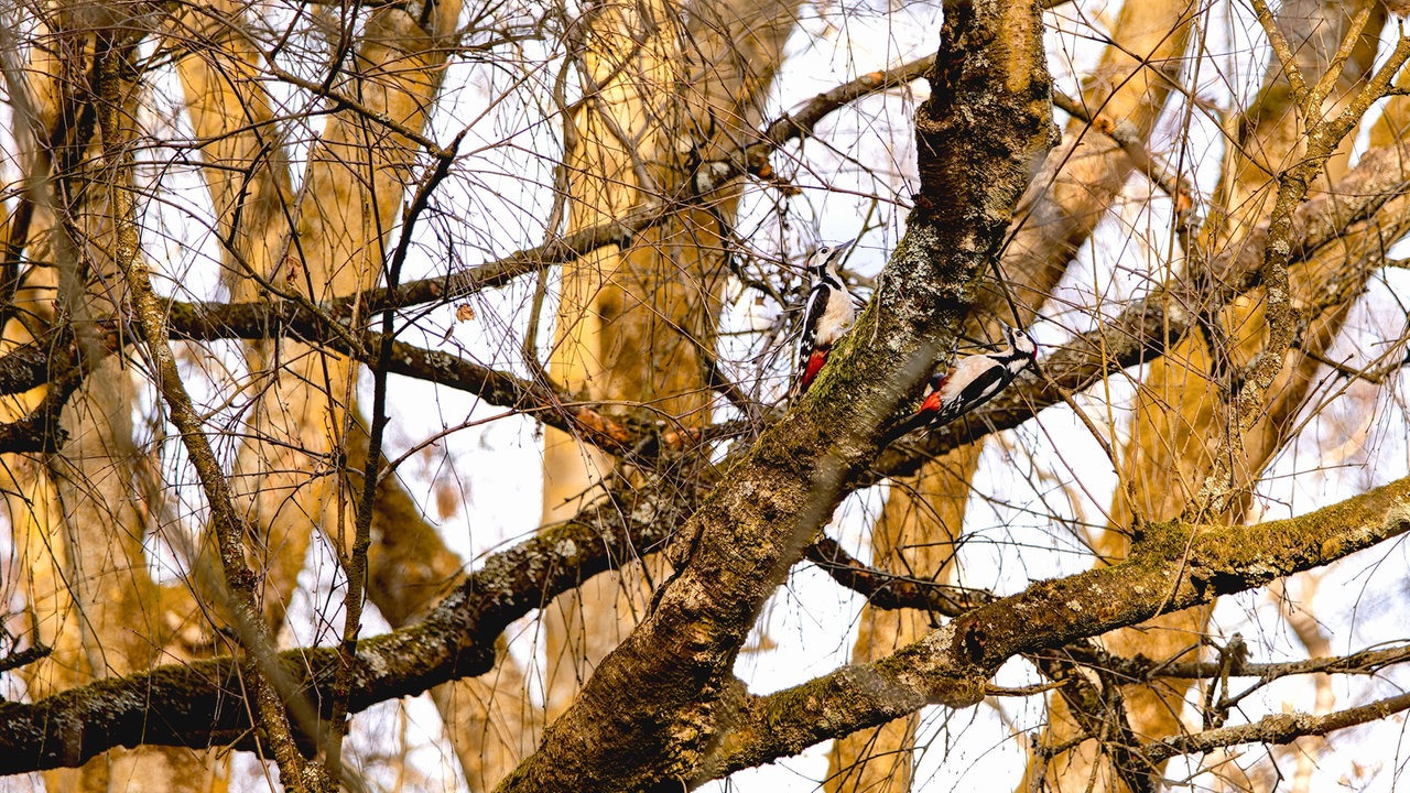 Ihre schönsten Vogelfotos