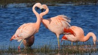 Ihre schönsten Vogelfotos