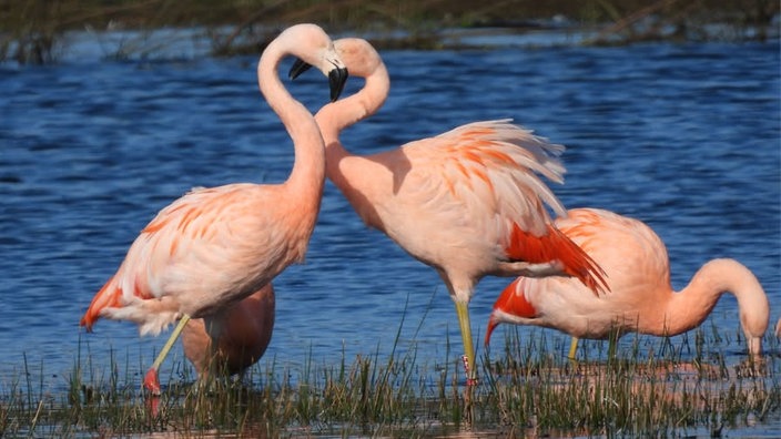 Ihre schönsten Vogelfotos