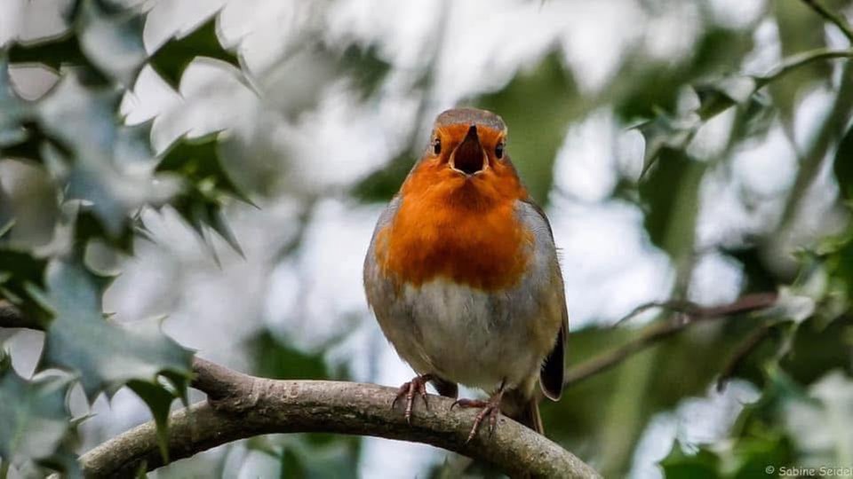 Ihre schönsten Vogelfotos