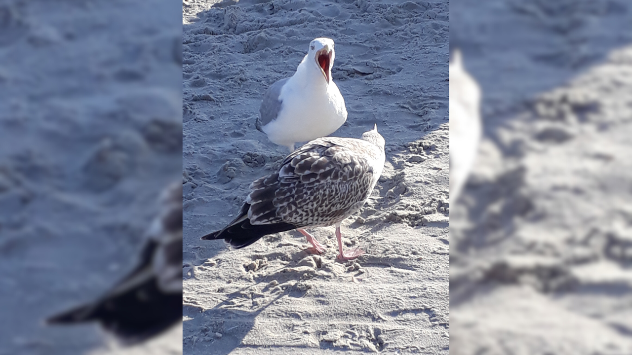 Ihre schönsten Vogelfotos