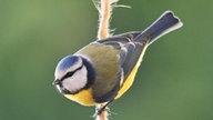 Ihre schönsten Vogelfotos