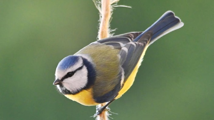 Ihre schönsten Vogelfotos