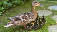 Ihre schönsten Vogelfotos