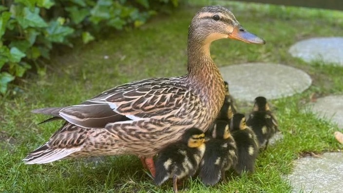 Ihre schönsten Vogelfotos
