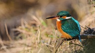 Ihre schönsten Vogelfotos