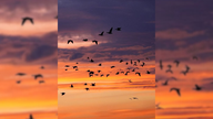 Ihre schönsten Vogelfotos