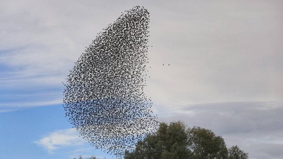 Ihre schönsten Vogelfotos