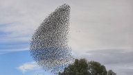 Ihre schönsten Vogelfotos