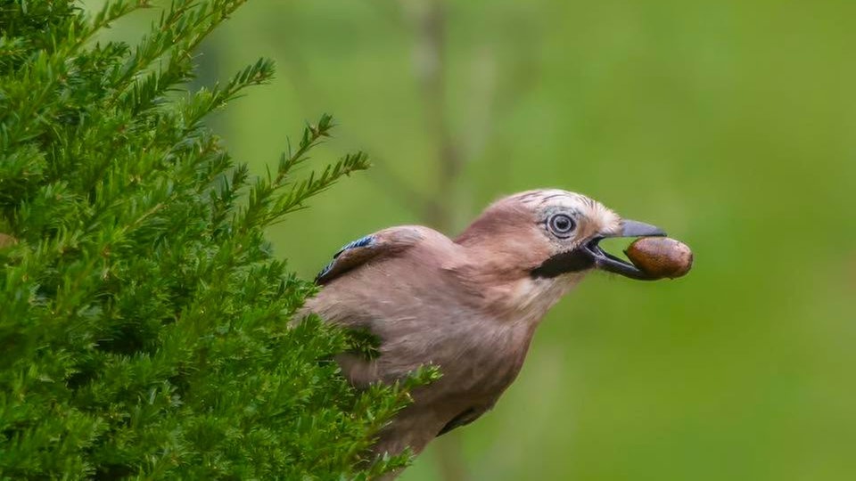 Ihre schönsten Vogelfotos