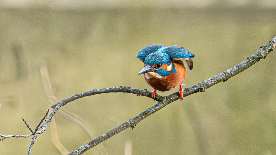 Ihre schönsten Vogelfotos