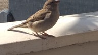 Ihre schönsten Vogelfotos