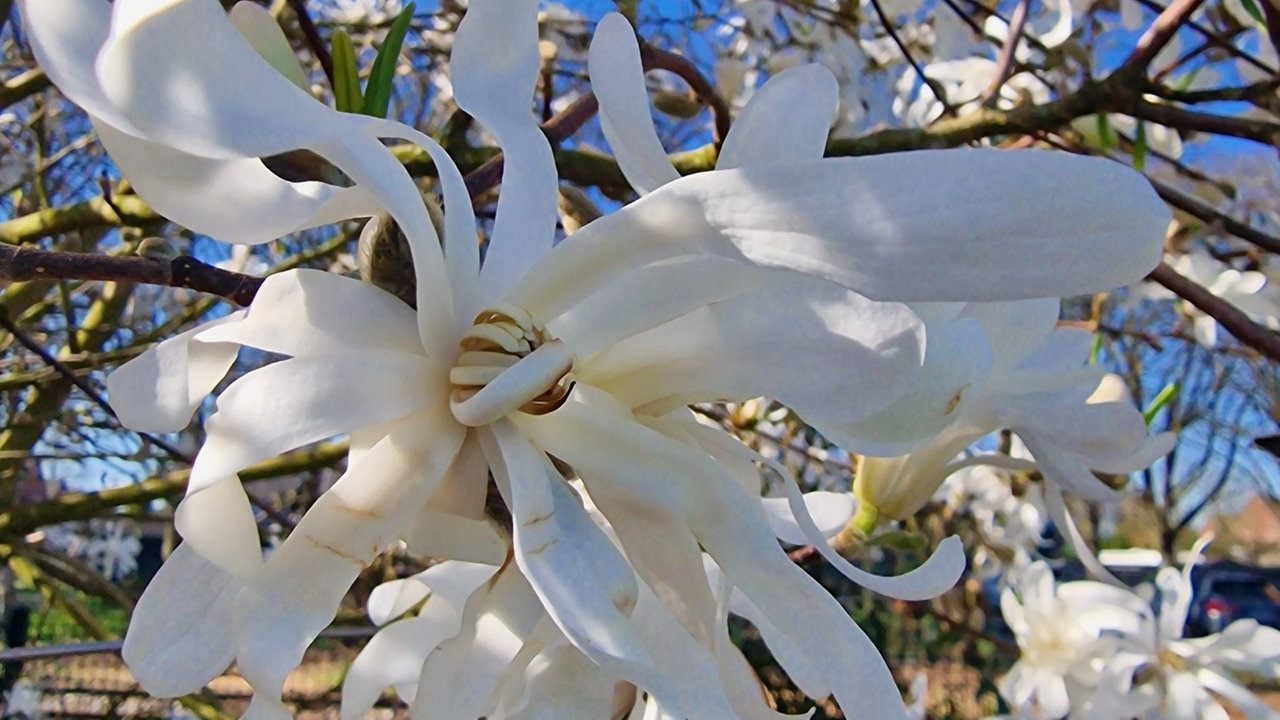 Blühender Baum von Ruth Götz