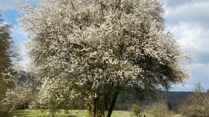Blühender Baum von Gabriela Hecker